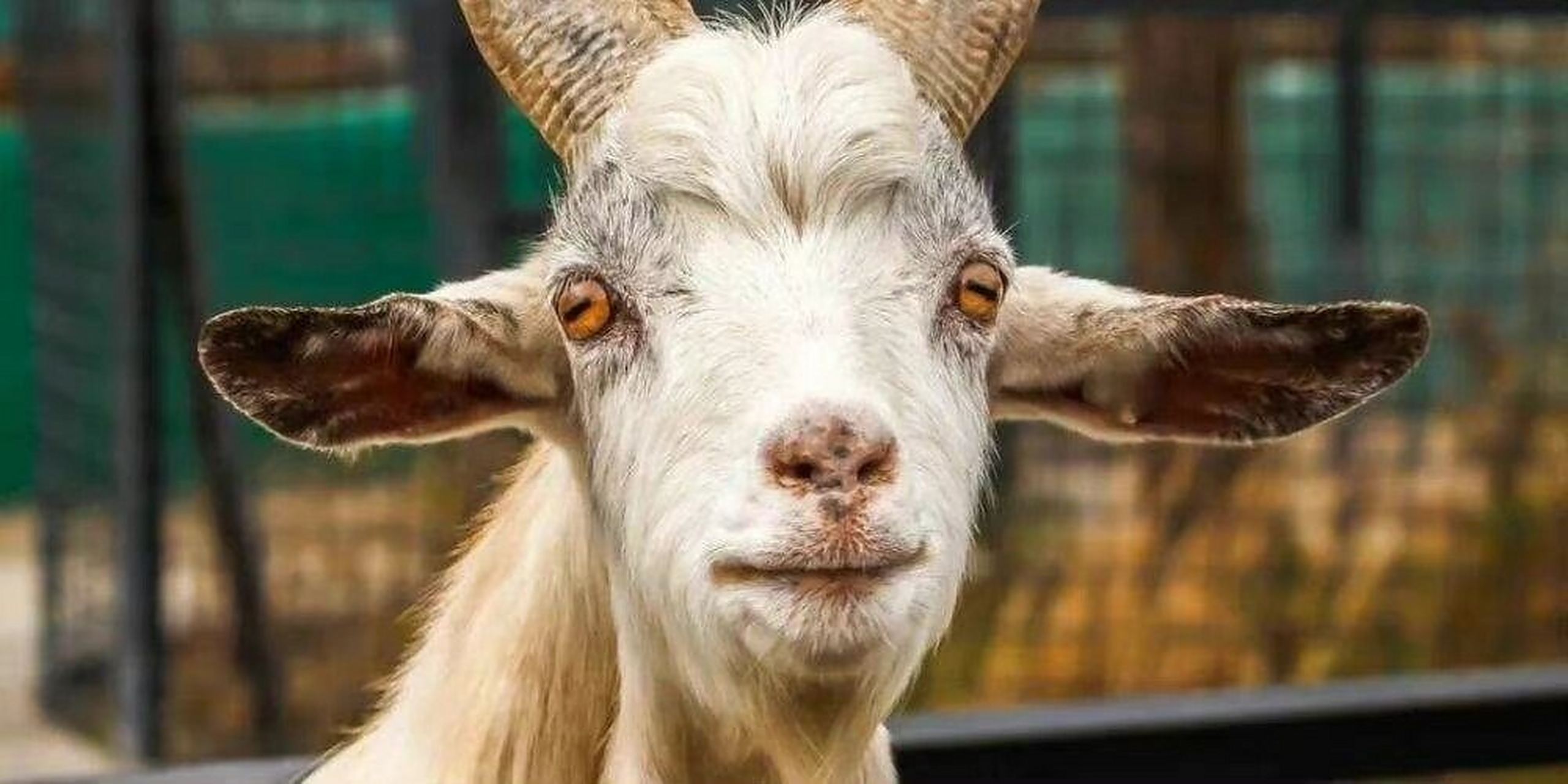 羊的眼睛真是长方形的?