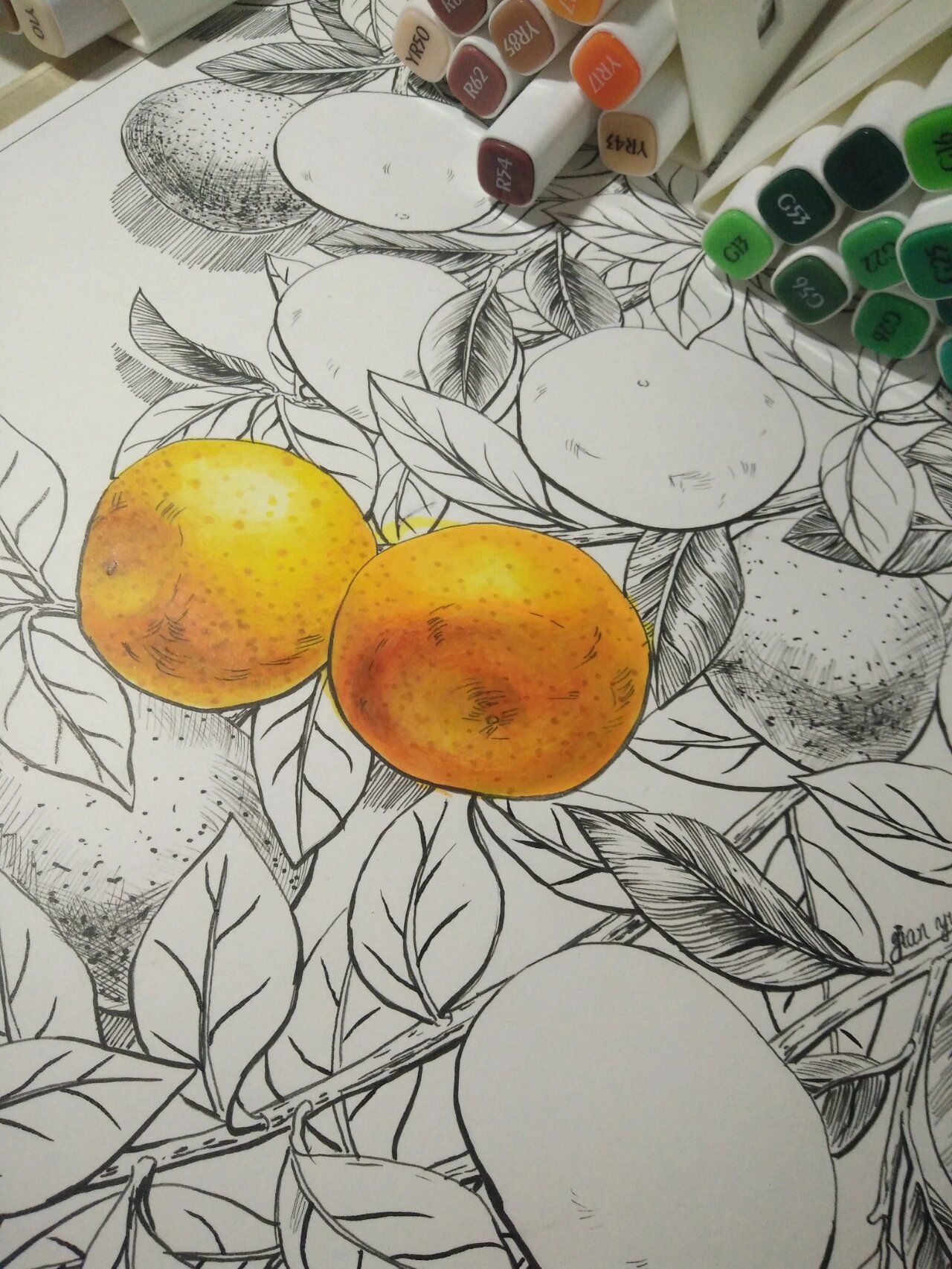 橘子马克笔绘画线描桔子装饰画插画原创 兔年第一幅作品,画了三天.