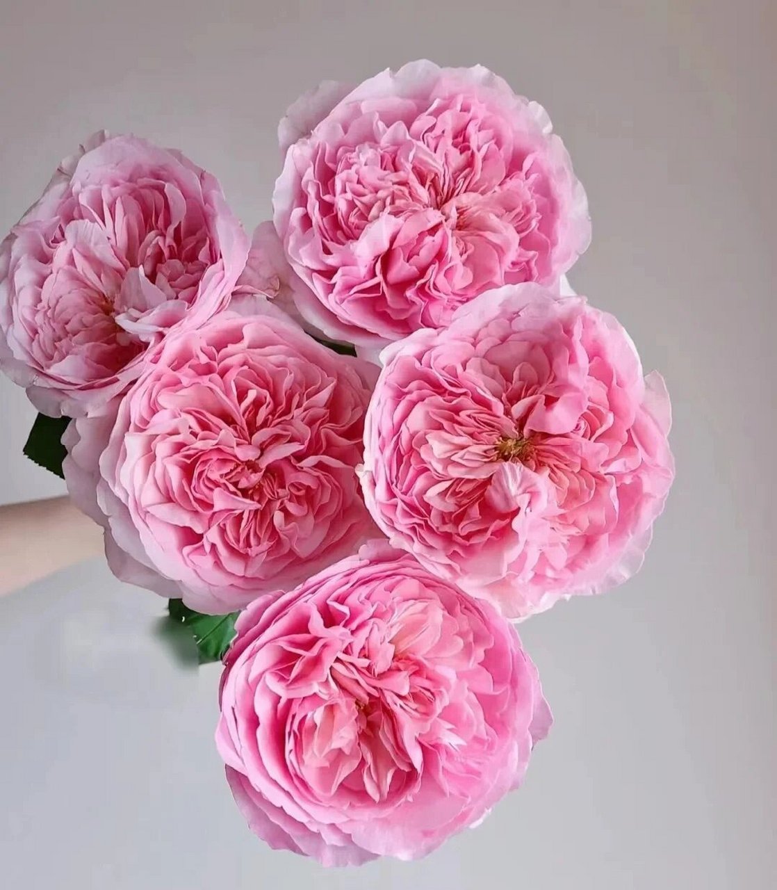 今日识花‖ 认识9款自带香味的玫瑰 粉佳人 自带水果香味的粉色少女感