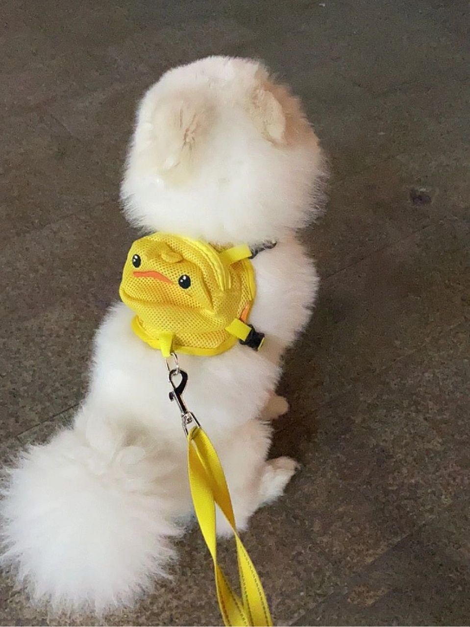 我可能养了一只博美和萨摩耶的串串 我时常怀疑,我被商家骗了,说好的