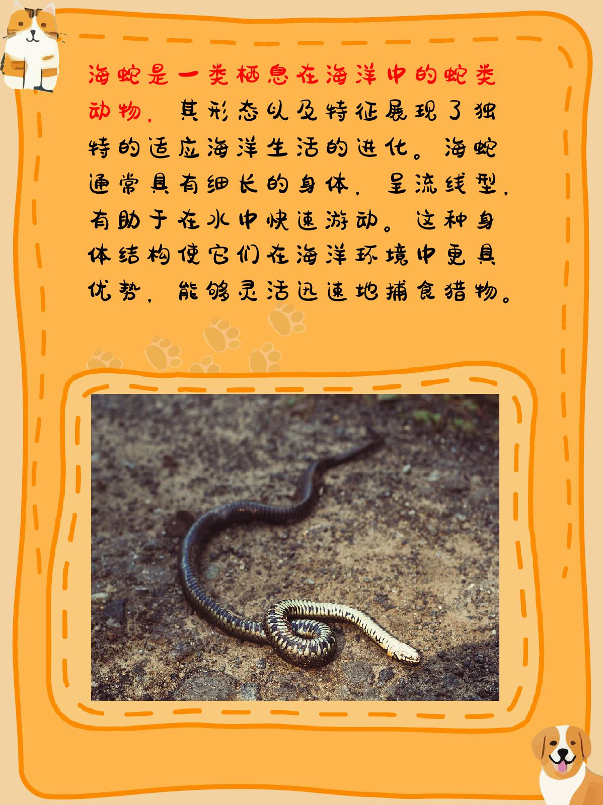 海蛇长什么样子图片