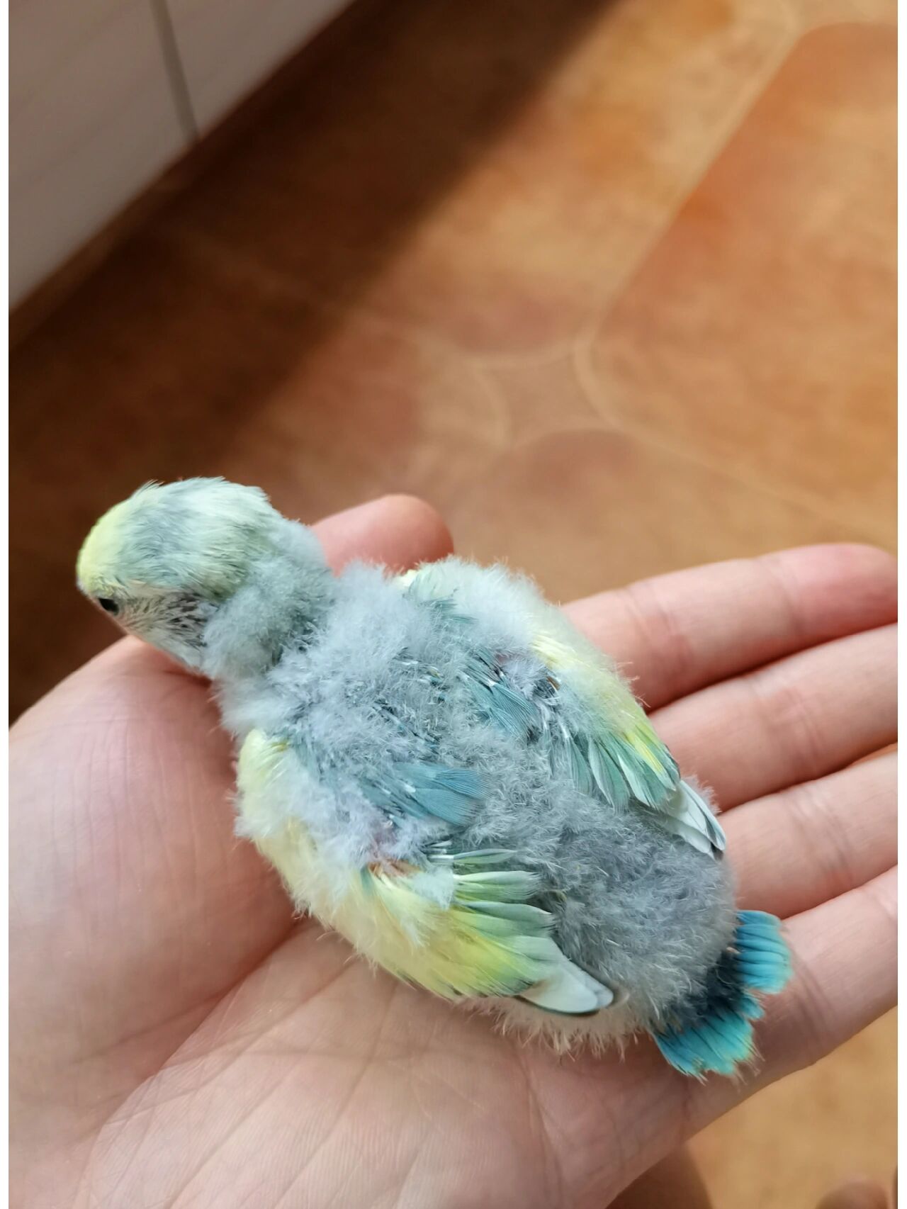 一只小丑鸡的逆袭