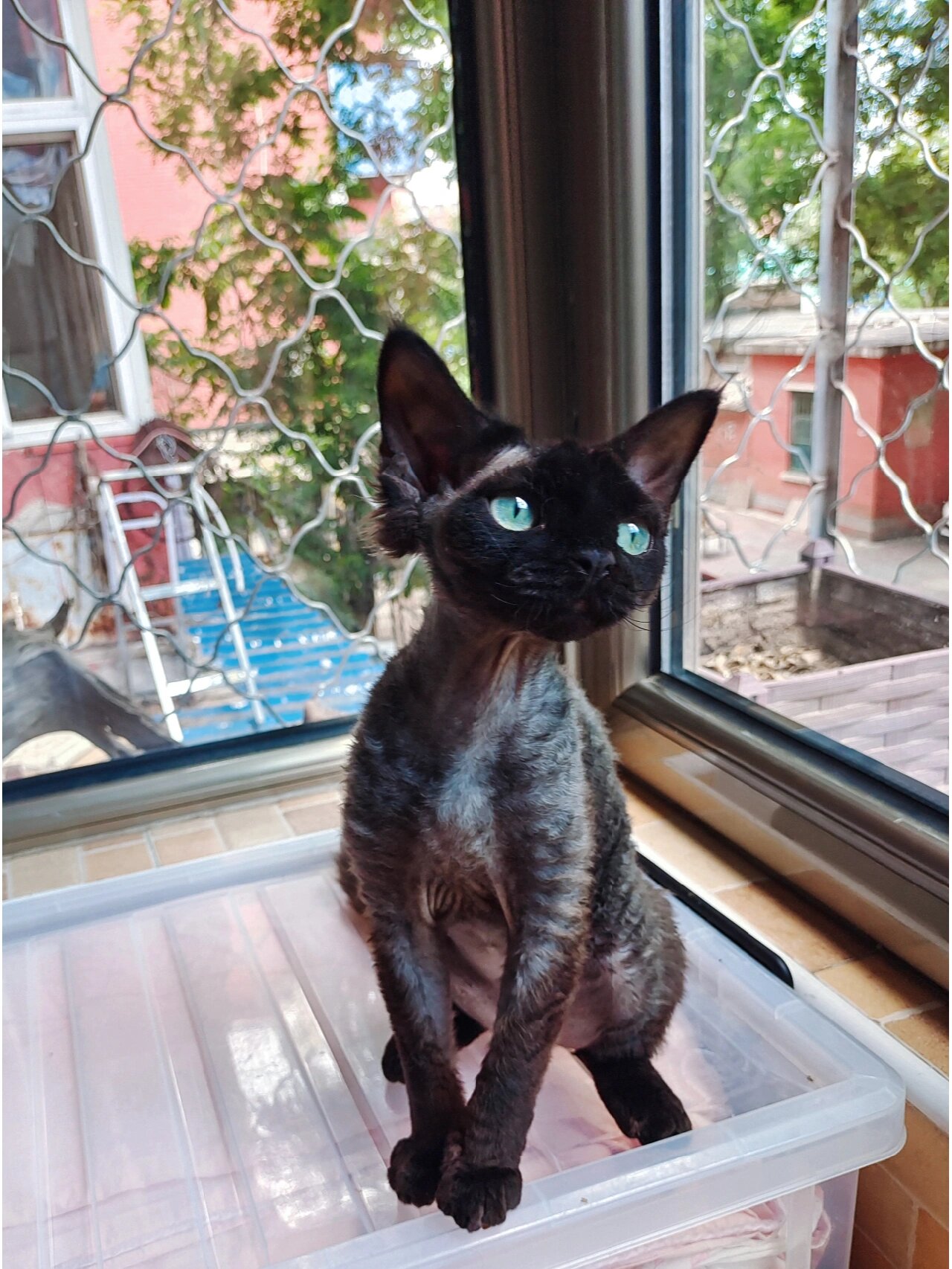 德文卷毛猫的优缺点吖