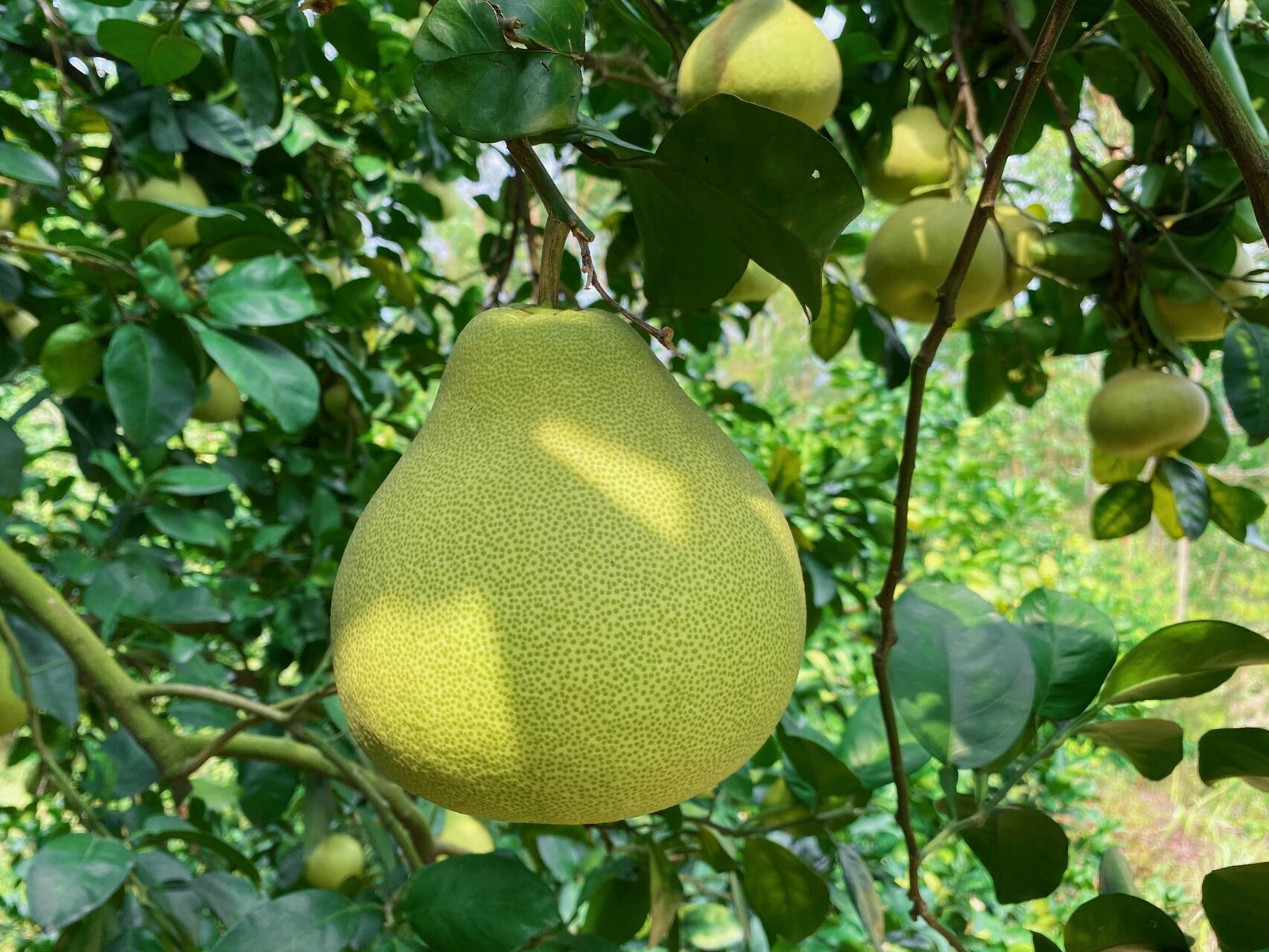 度尾文旦柚即将采摘啦!