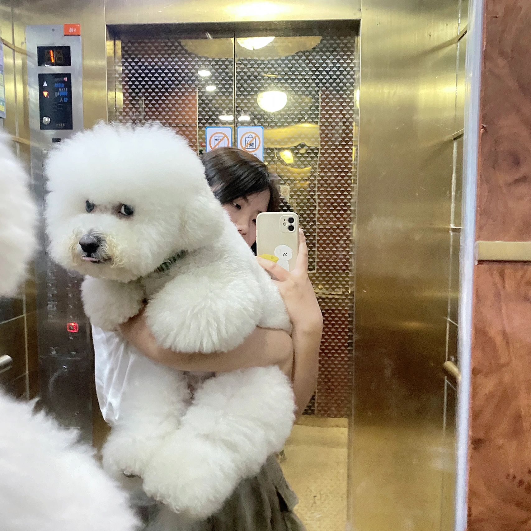 比熊|大比熊 仿佛抱着一个大玩具