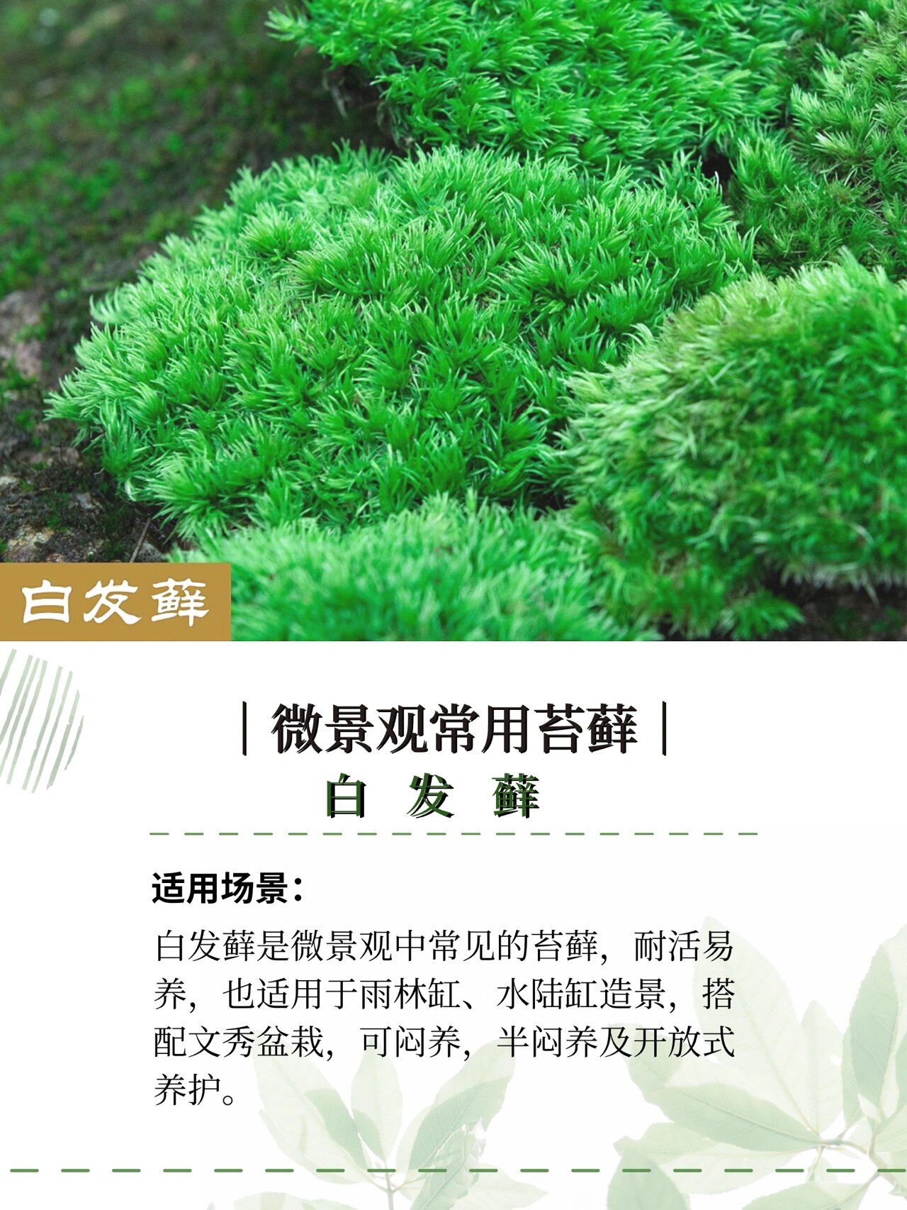 苔藓品种大全图片