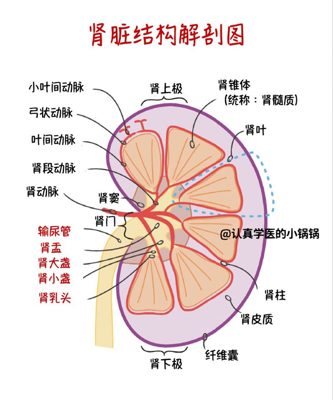 肾图片真实图片 解剖图片