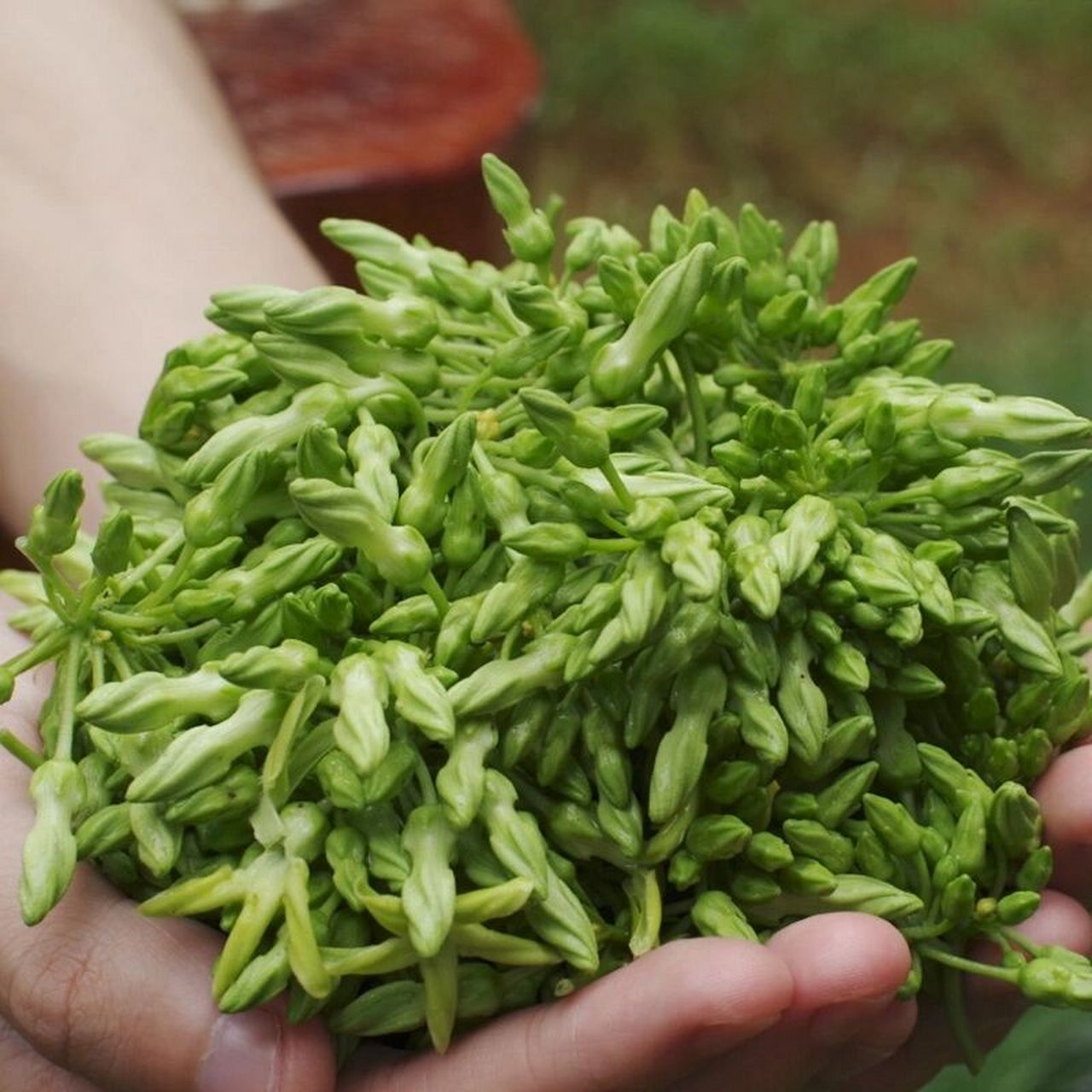 上汤夜香花 看着网上教程煮的,感觉没有我妈以前煮给我的好吃,不是