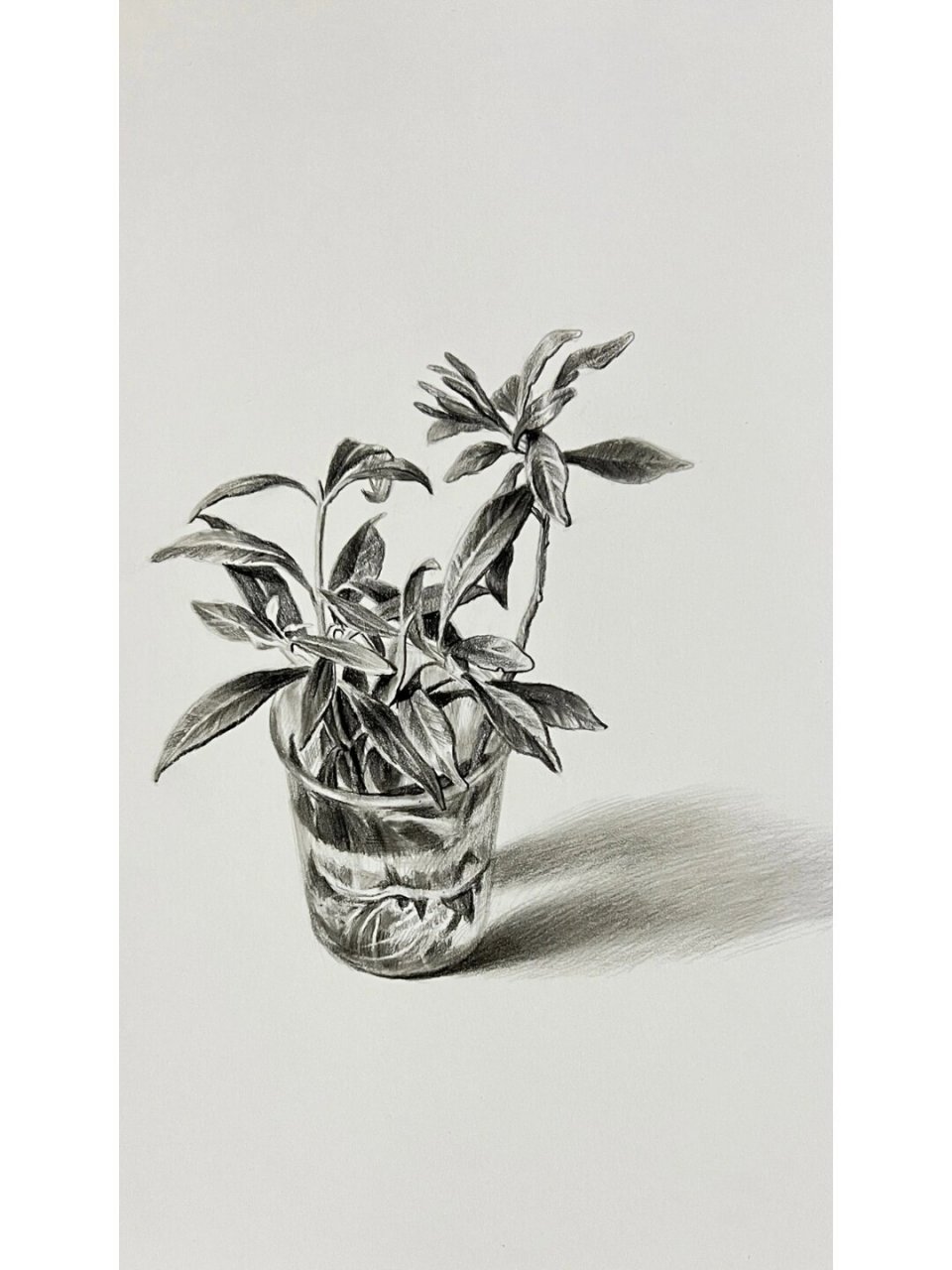 绿植盆栽素描步骤