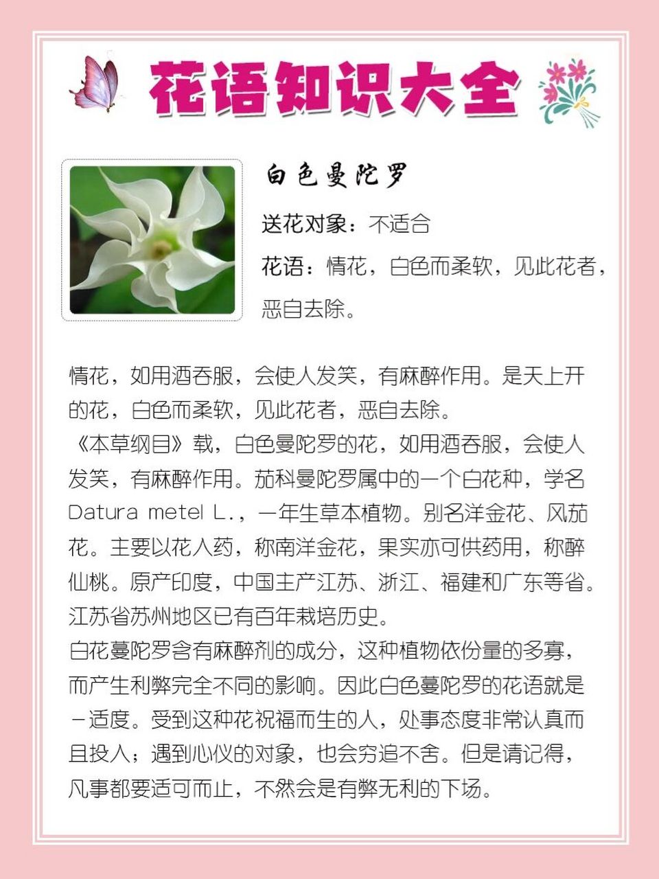 白色藤蔓花的名字图片图片