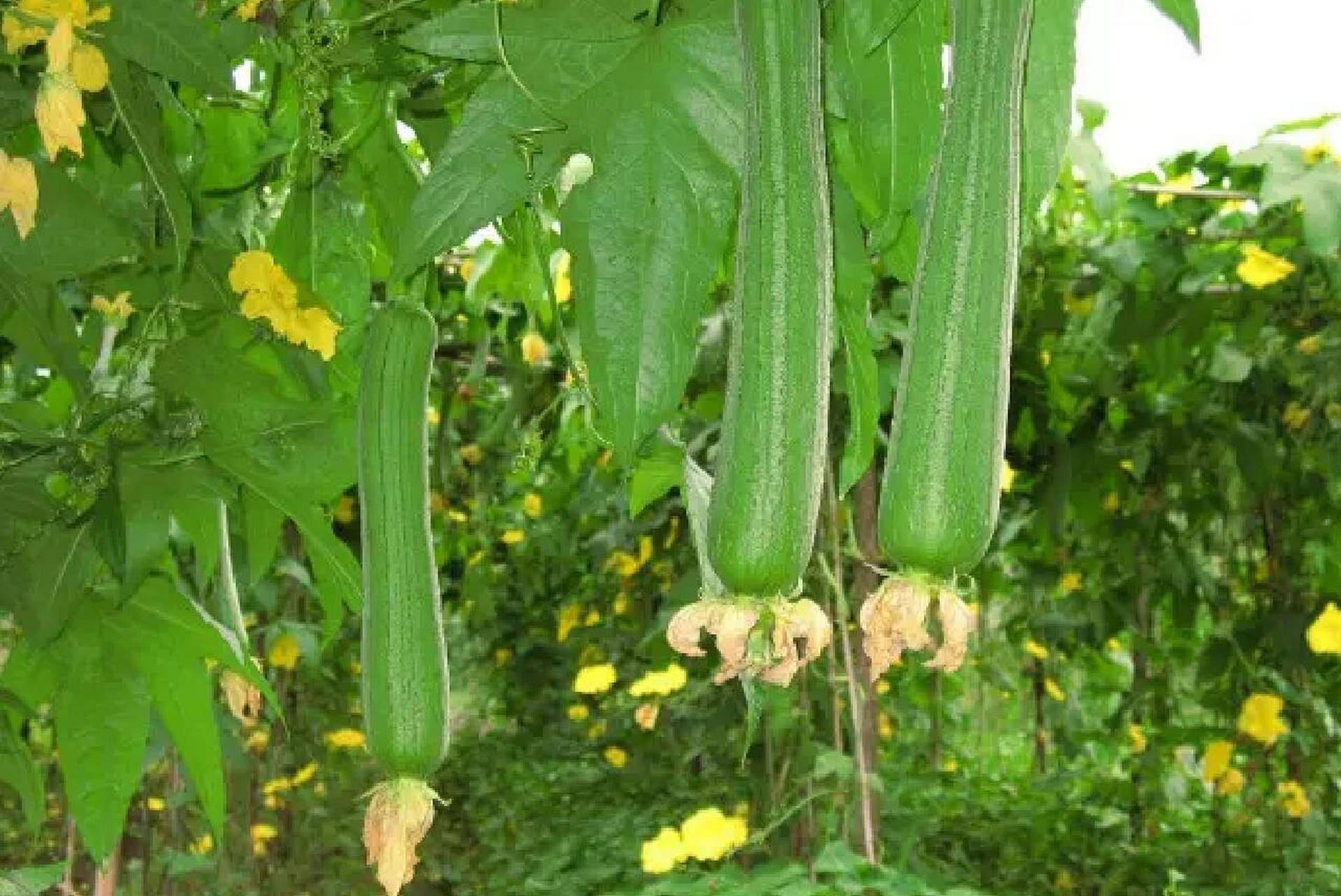 95别名:天丝瓜,天罗,蜜瓜,布瓜,天吊瓜,纯阳瓜,倒阳菜,水瓜 95