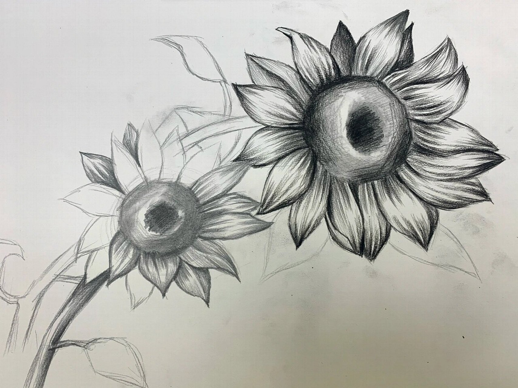 向日葵素描