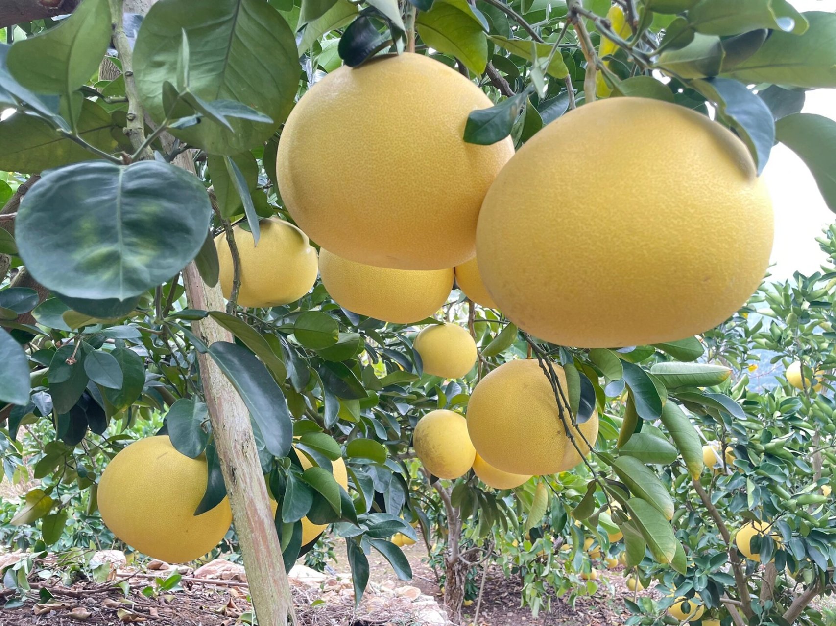 现在的文旦柚口感已经非常9315,甜甜的,刚摘的