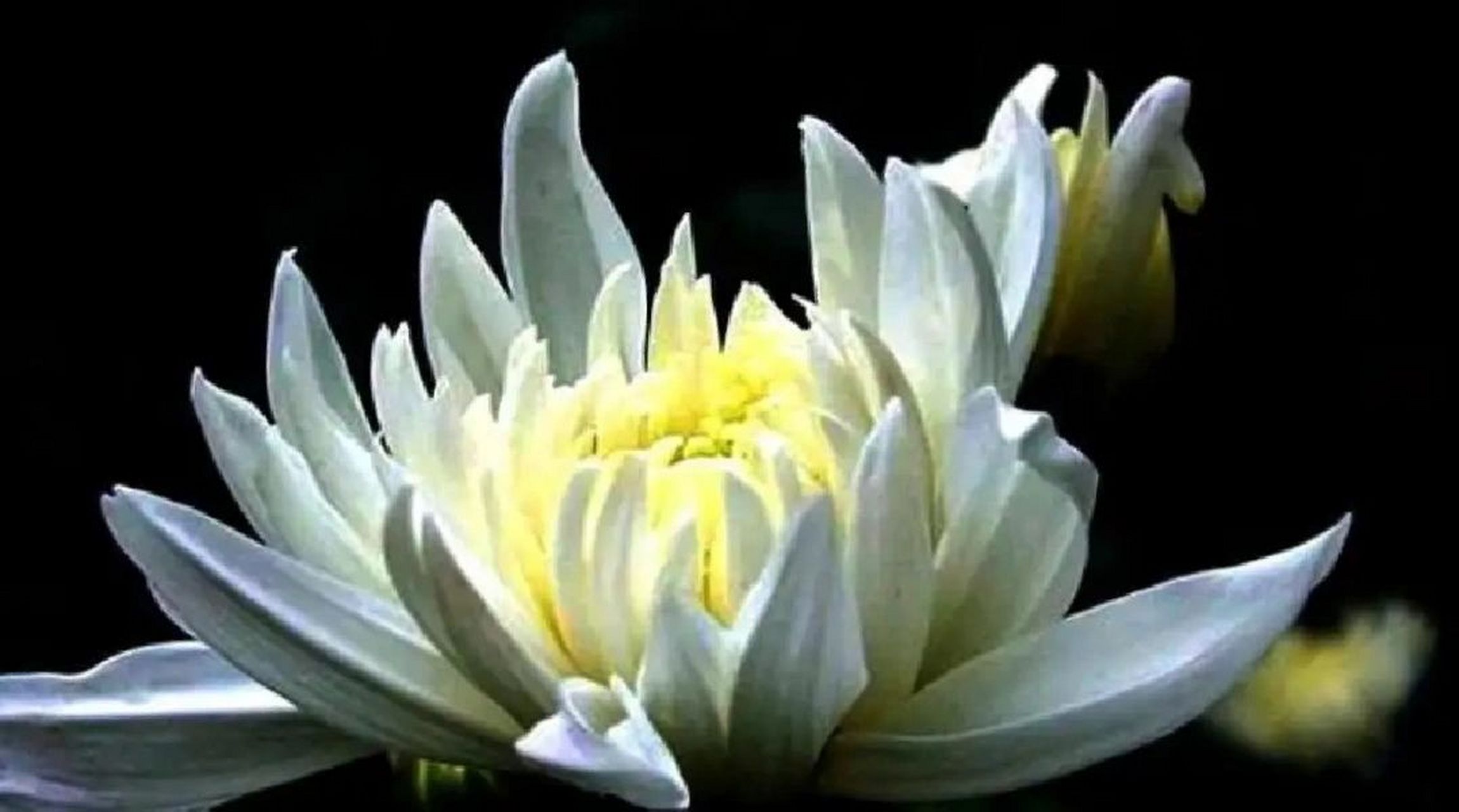 悼念母亲三周年祭. 虽然您驾鹤西去三年,但每每想起都无尽的怀念.