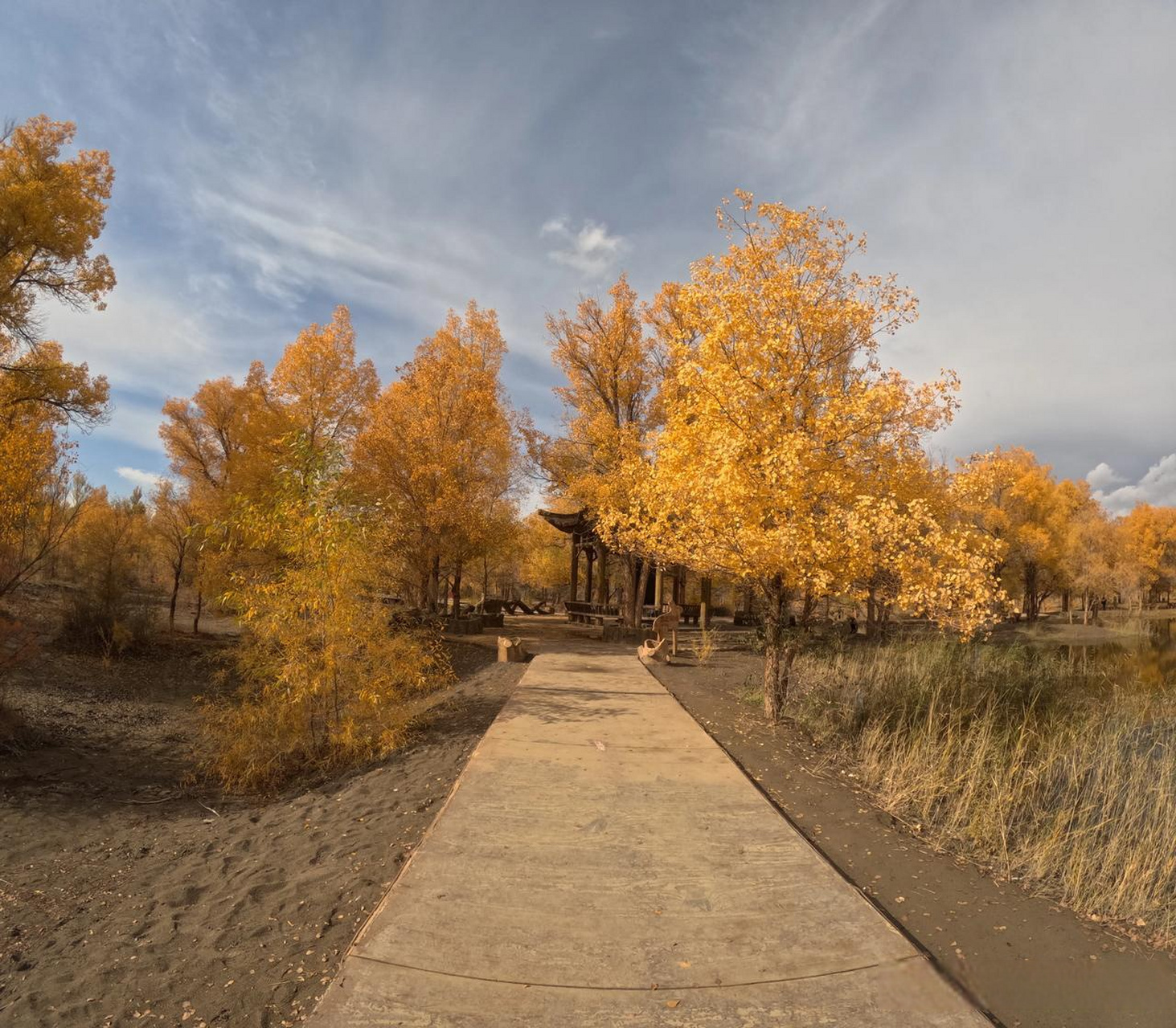 2023年10月18日,我来到甘肃省酒泉市金塔县参观金塔沙漠胡杨林.