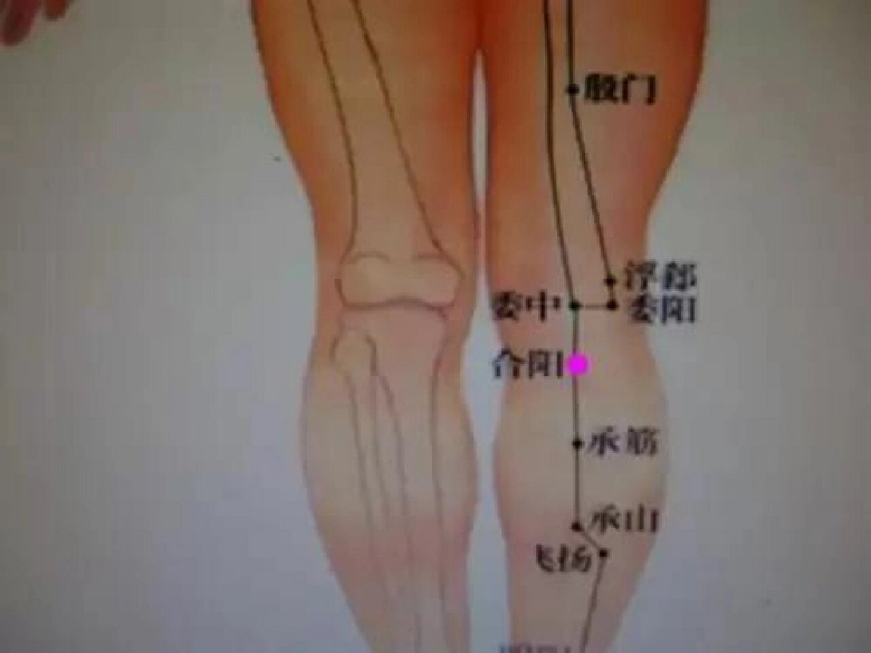 腿部后面经络图片