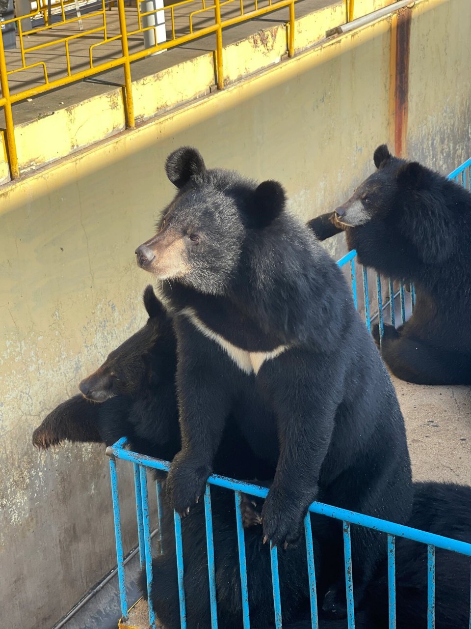 确定不来牡丹江黑宝熊乐园看看吗 十一之前去的时候就我们俩个人,这