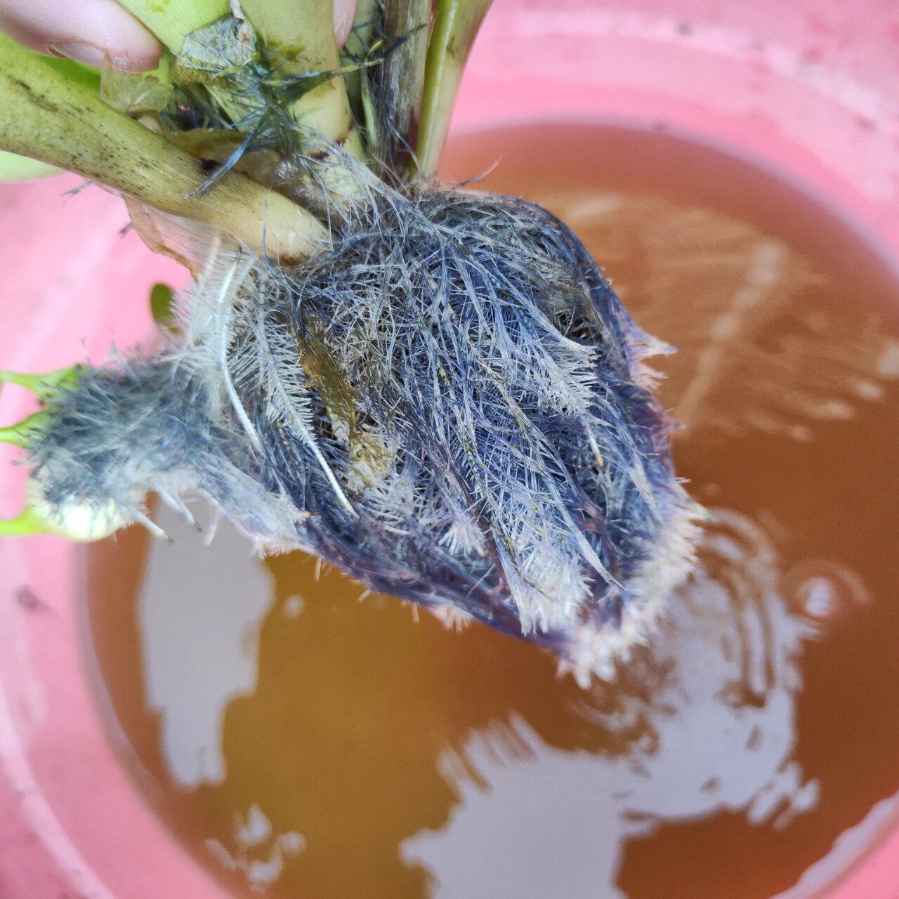 水葫芦的根系图片