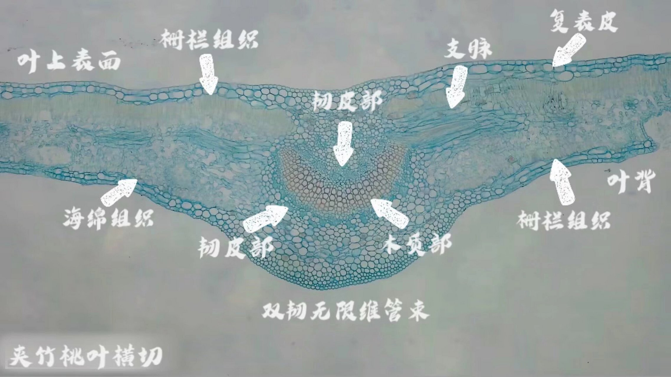 眼子菜叶横切结构图图片