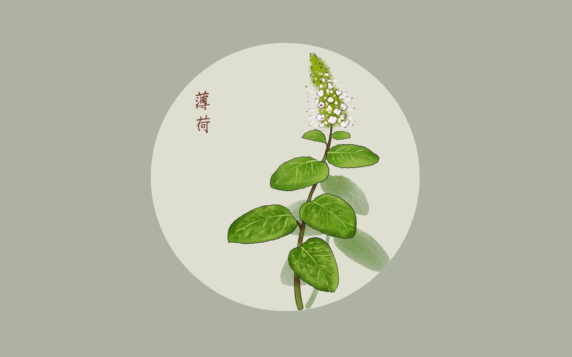 中草药手绘png素材中草药本草纲目