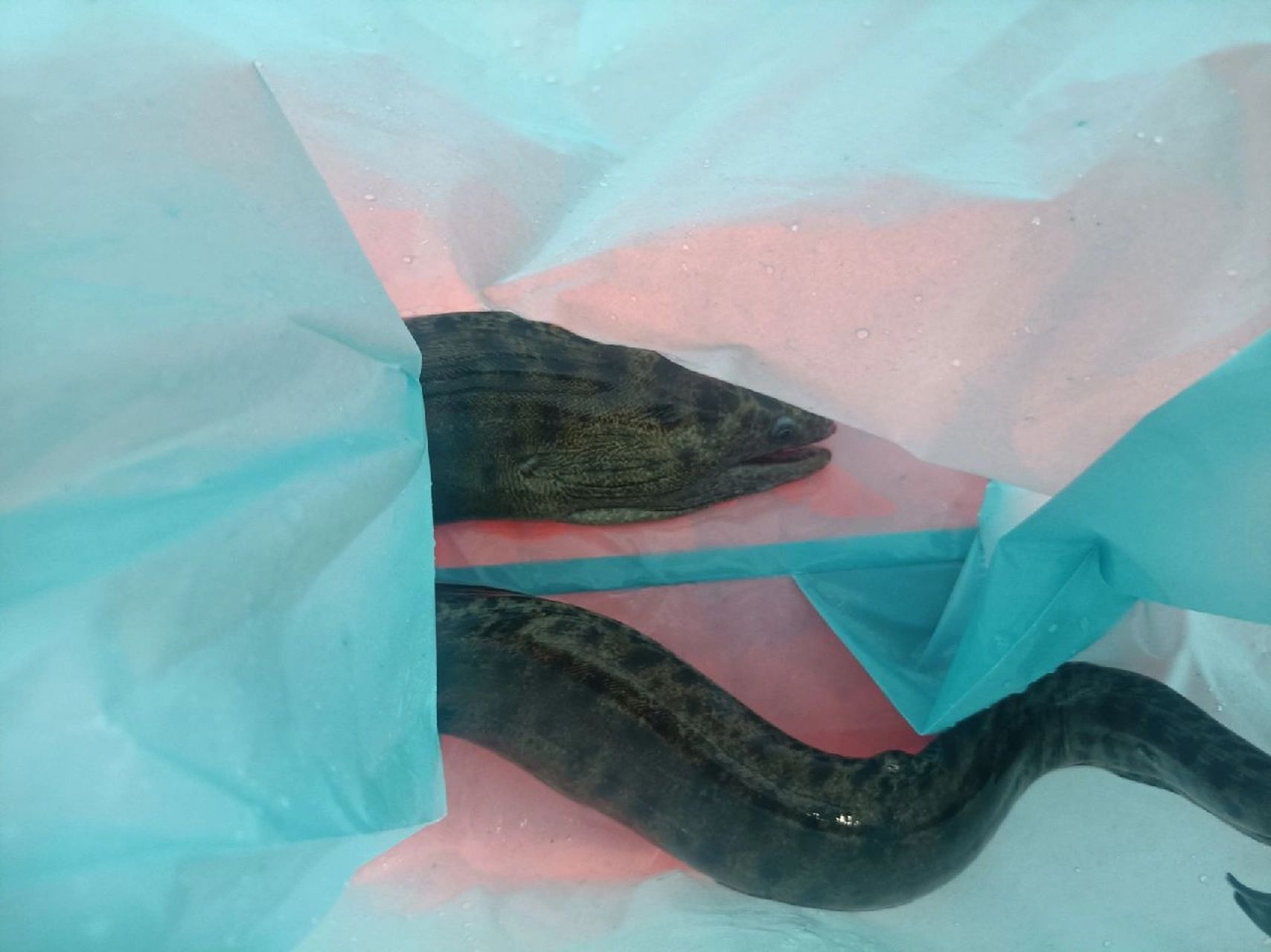 海里的黄鳝,你们吃过吗? 油锥,其实是种海鳝.性格很凶猛.