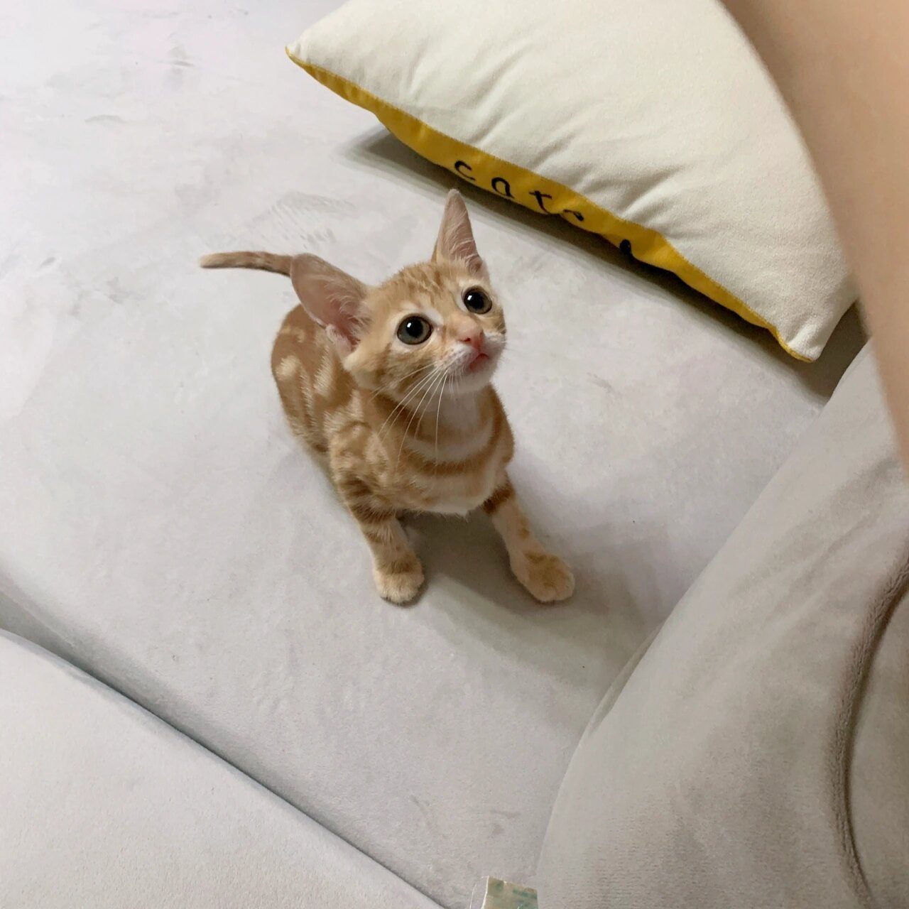 这样的一只小天使 2021年5月初,老公在屋顶上救了一只奶猫93回来,第