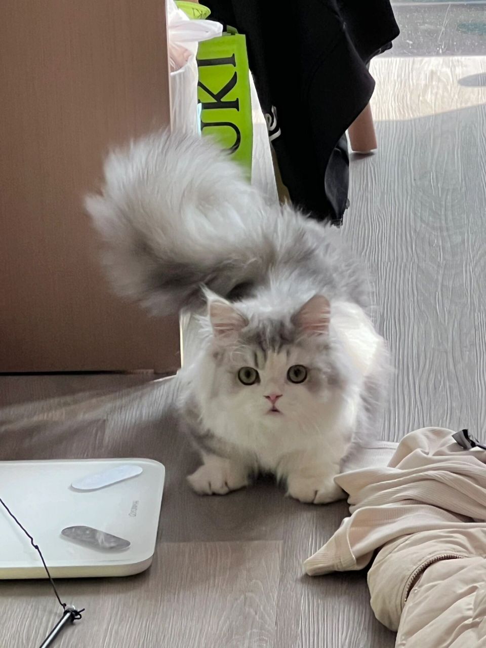 大尾巴9715 刚睡醒的小猫咪