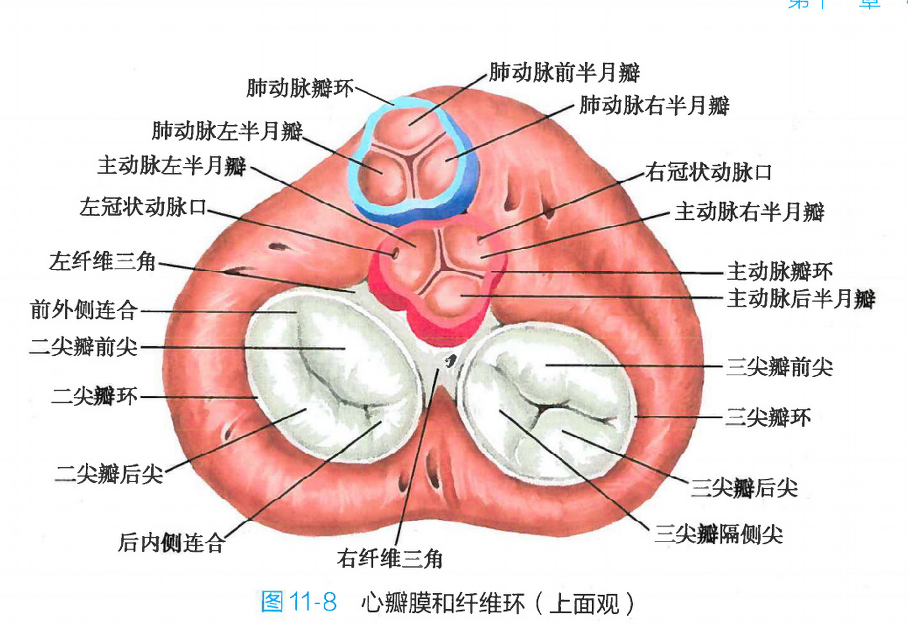 结肠半月瓣图片