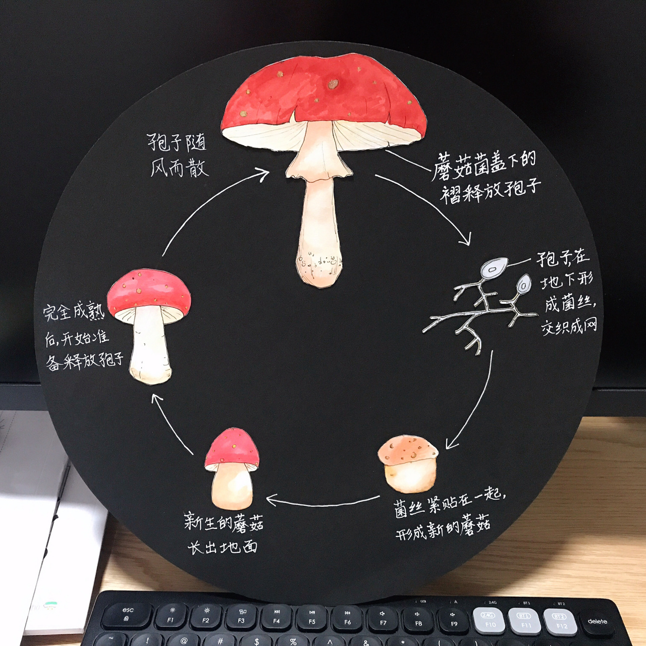 蘑菇生长过程图图片