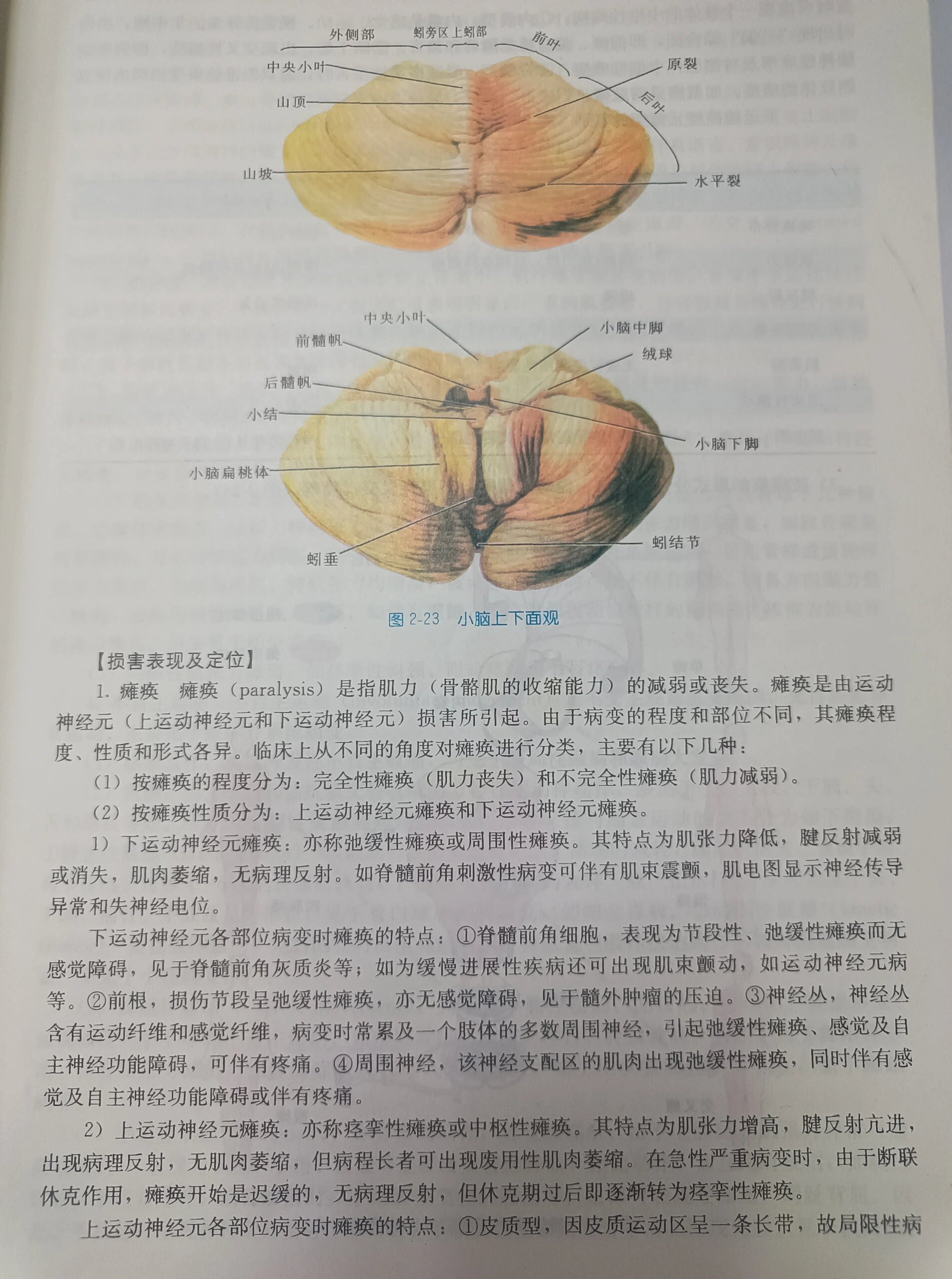 神经系统传导通路合集 最近在神内轮转