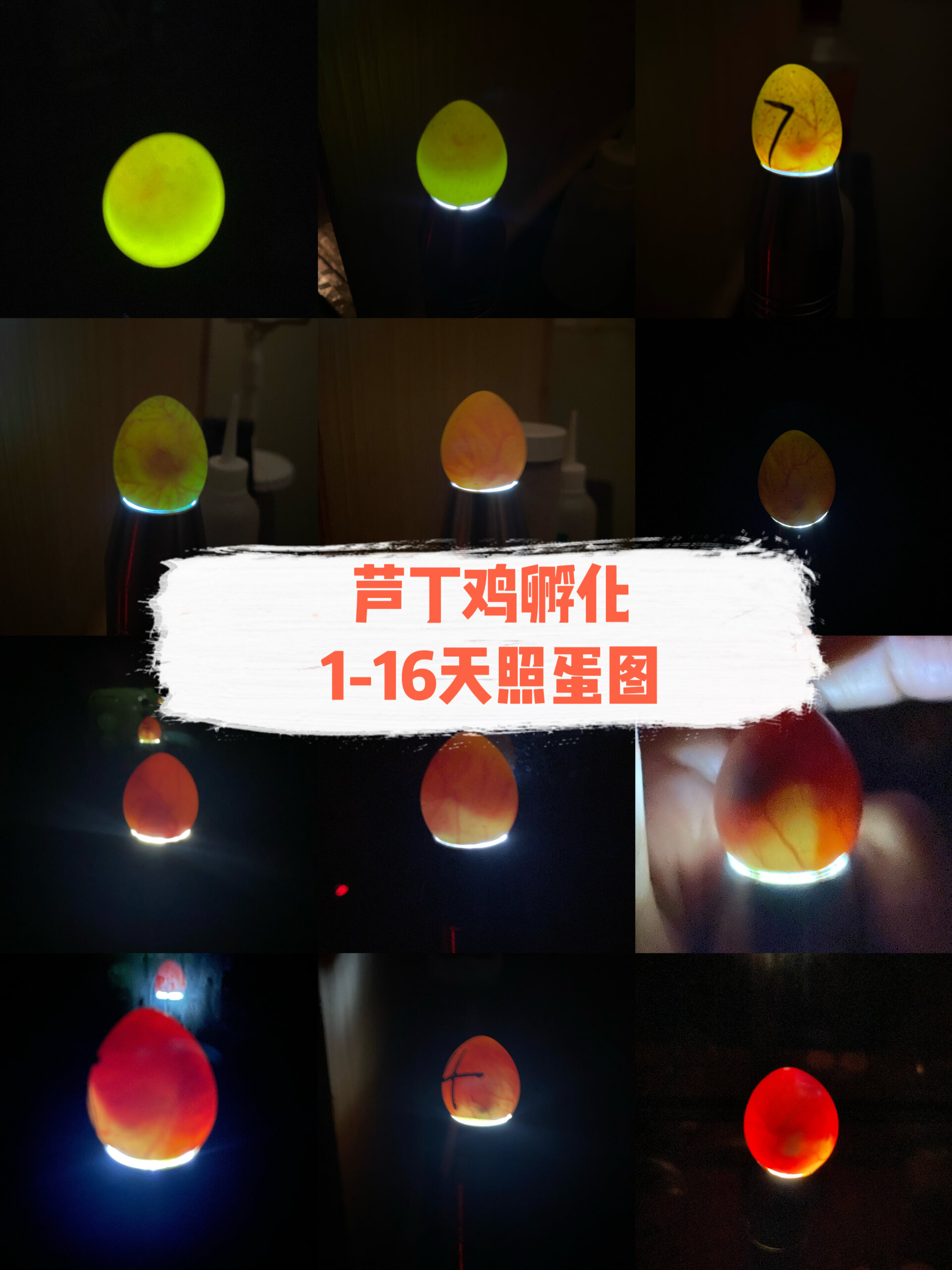 芦丁鸡孵化过程1-16天照蛋图