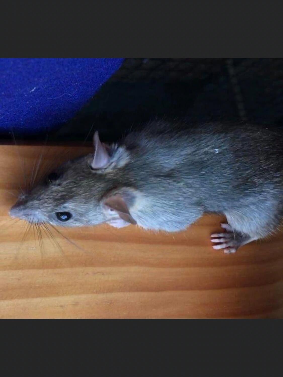 科普一下野生老鼠