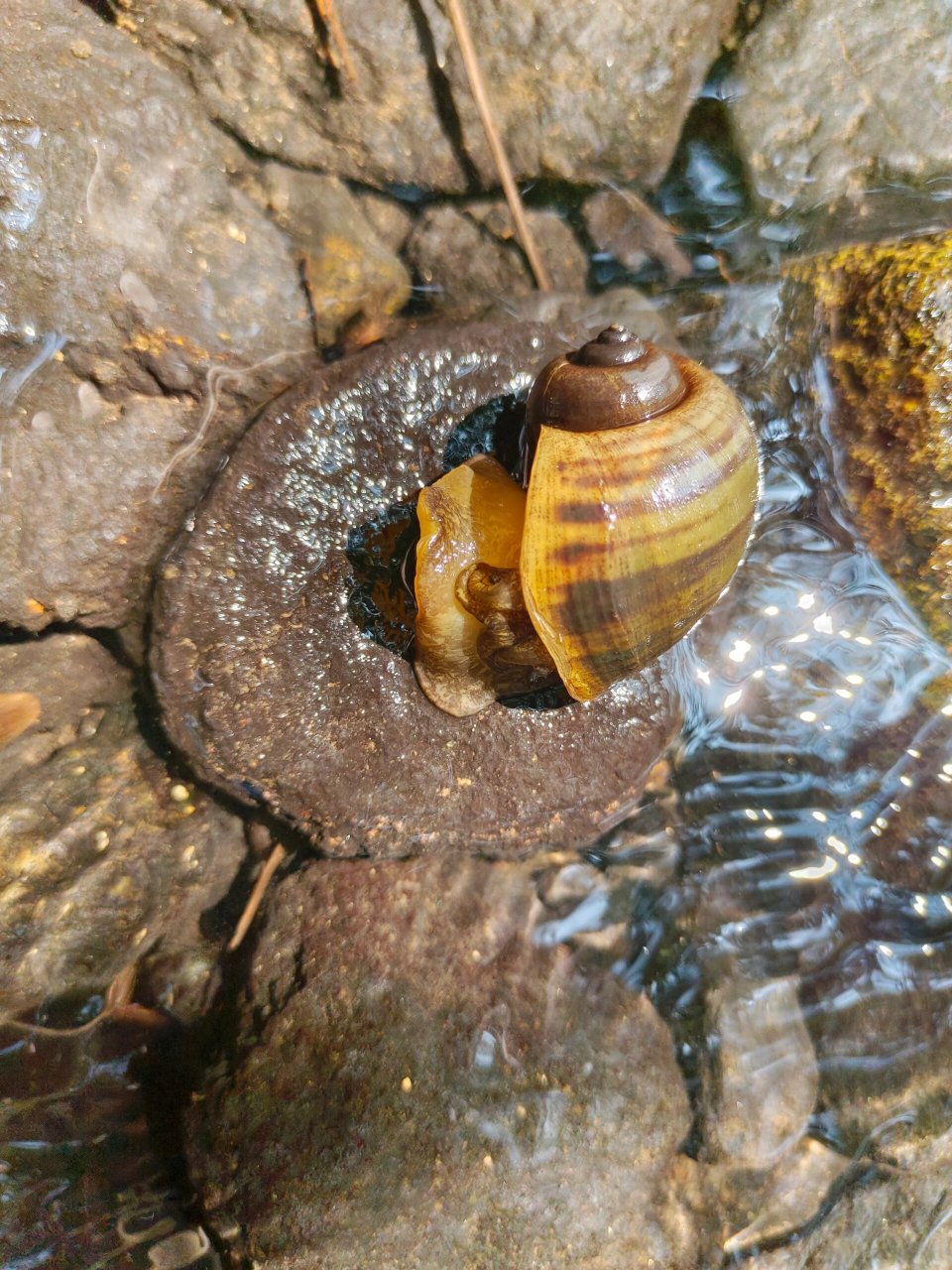 图一小钉螺?图二田螺?图三螺丝?图一我记得是不能吃的.