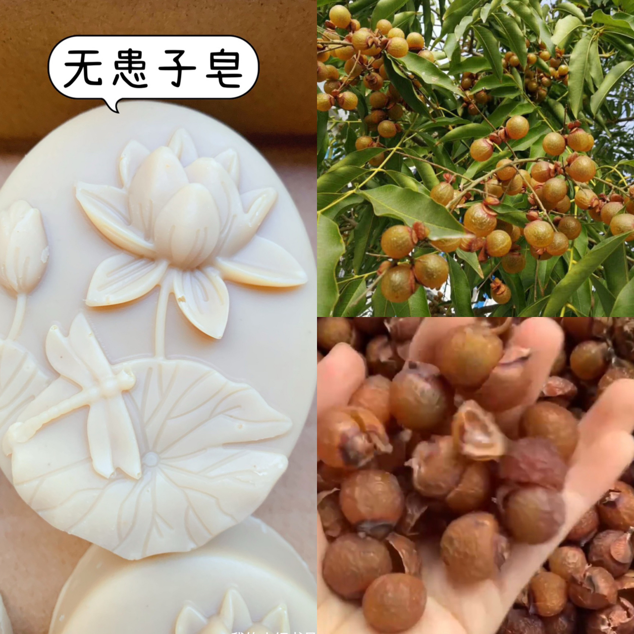 无患子也叫木患子,也称鬼见愁,无患子的由来 91还有一个传说: 相传