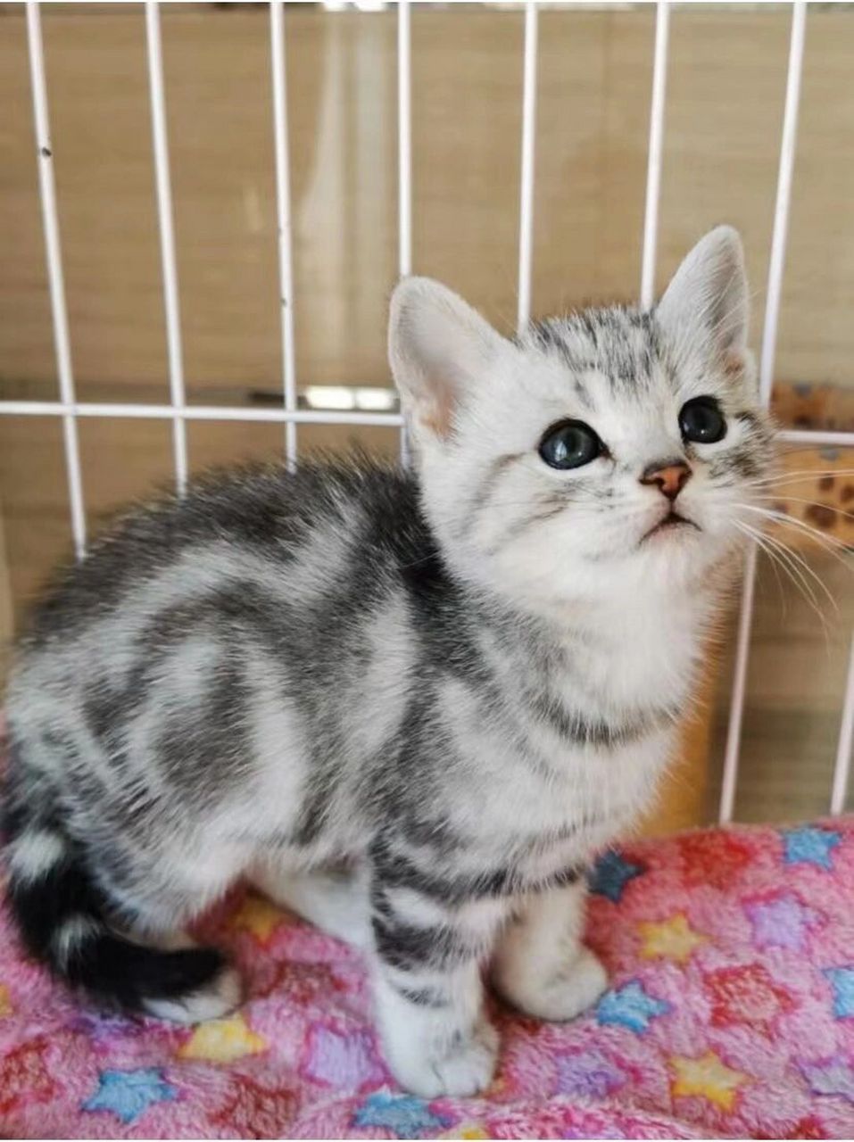 香港買貓9396$1800美短虎斑貓 只有一隻 9796出售美短貓一隻