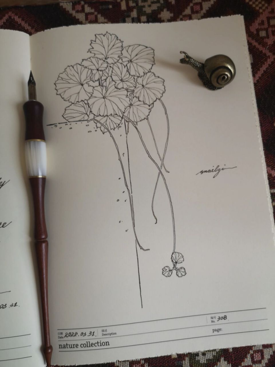 虎耳草打卡 #画画