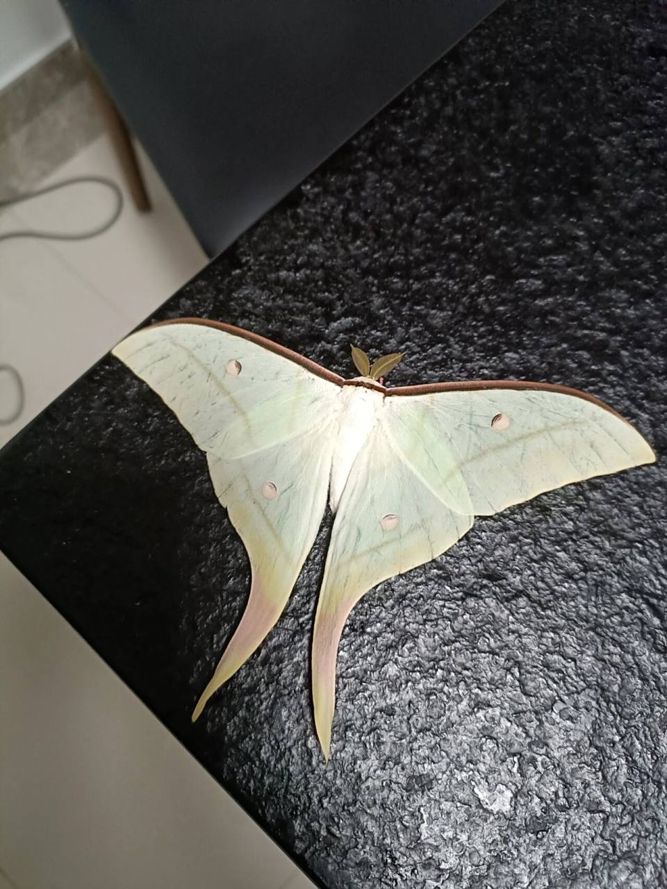 宁波尾大蚕蛾,太美了 刚刚它被灯光吸引,飞进家中.