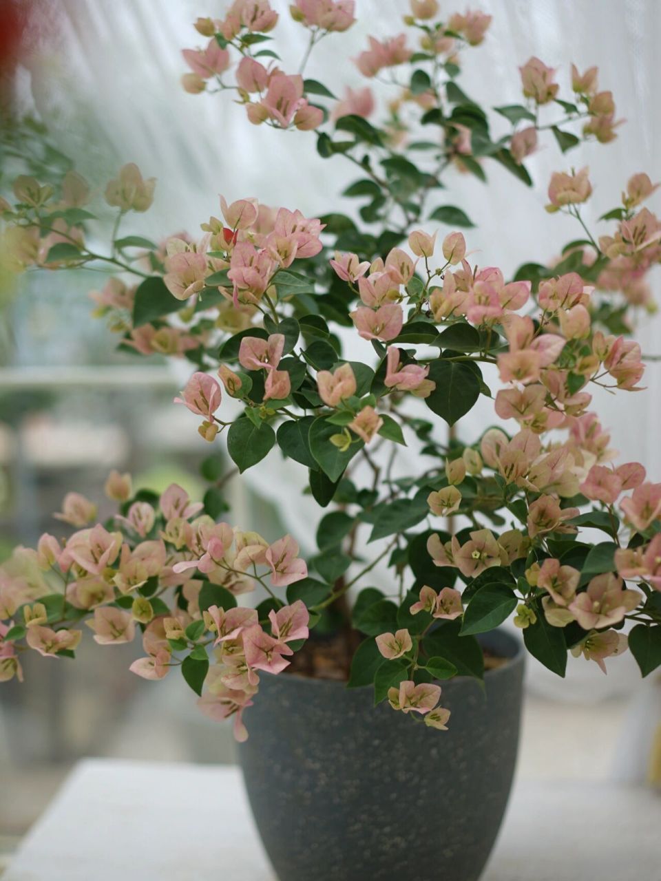 绿叶五宝三角梅