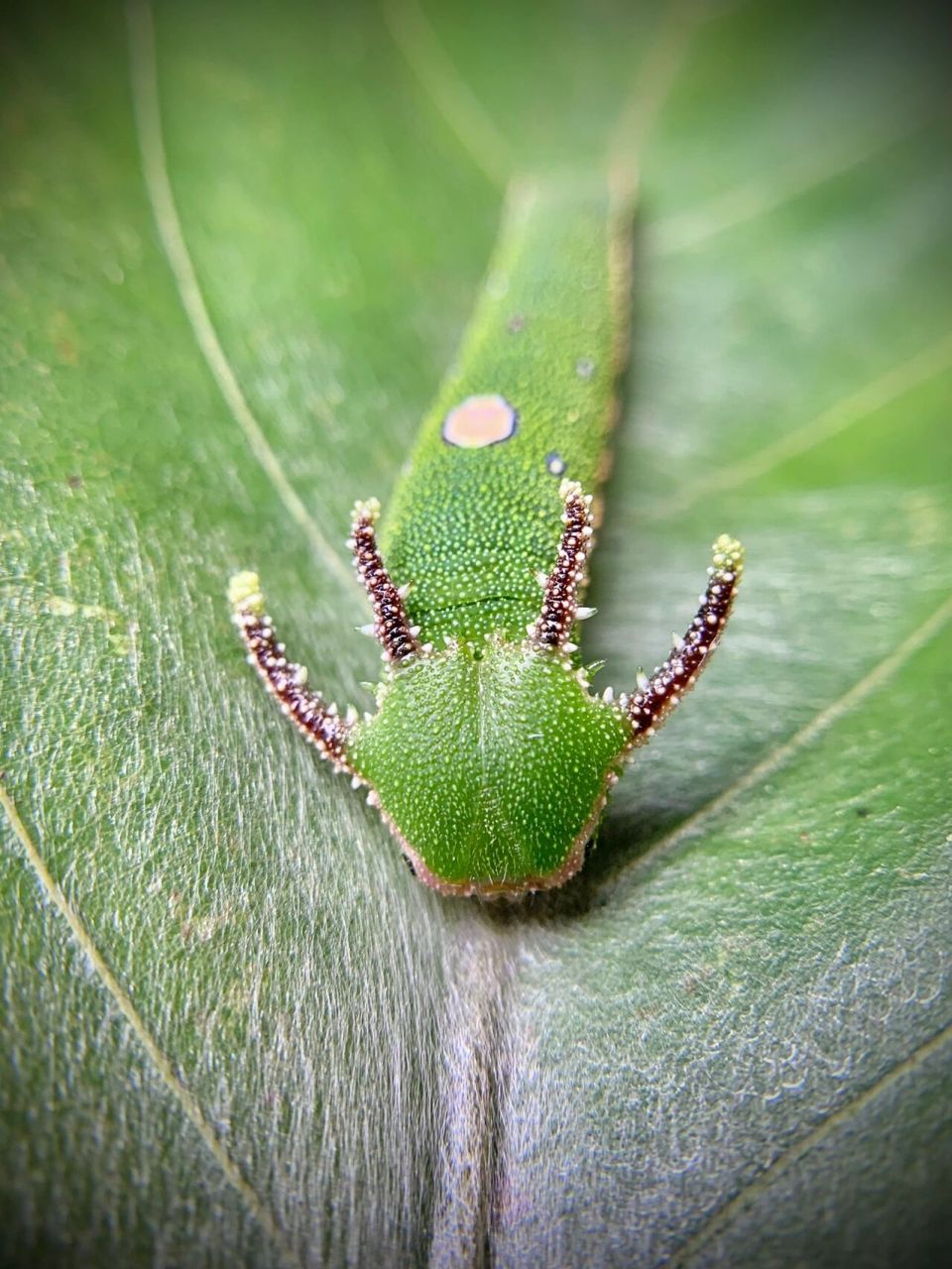 小青龙93～ 某种蛱蝶的幼虫～#小青龙# #毛毛虫# #蝴蝶# #昆虫