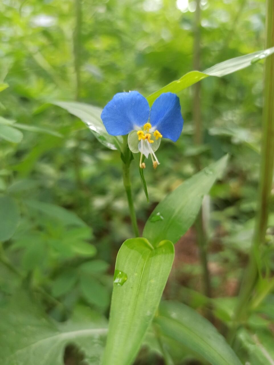 东北野草花(五十九)鸭跖草 鸭跖草科鸭跖草属一年生草本植物.