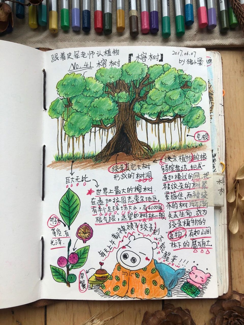 植物笔记41/100|巨大无比的榕树            我见过被榕树绞杀的树洞,