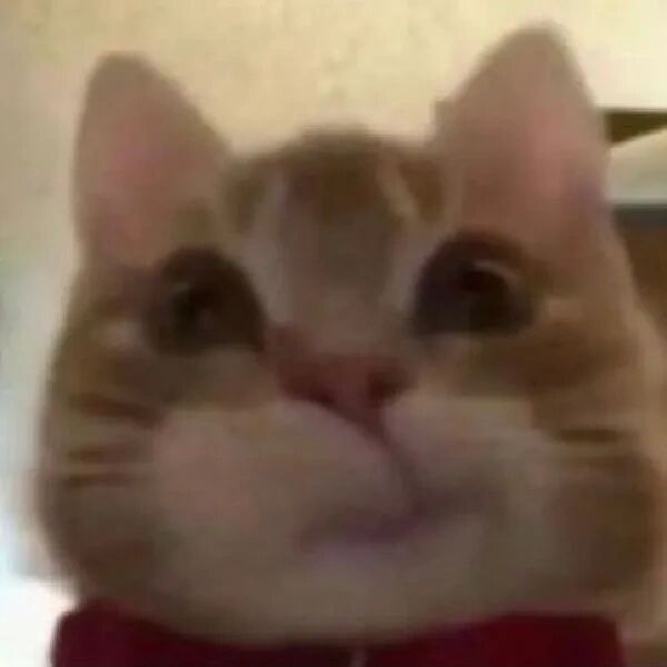 闲暇时收集的表情包之撅嘴小猫表情包