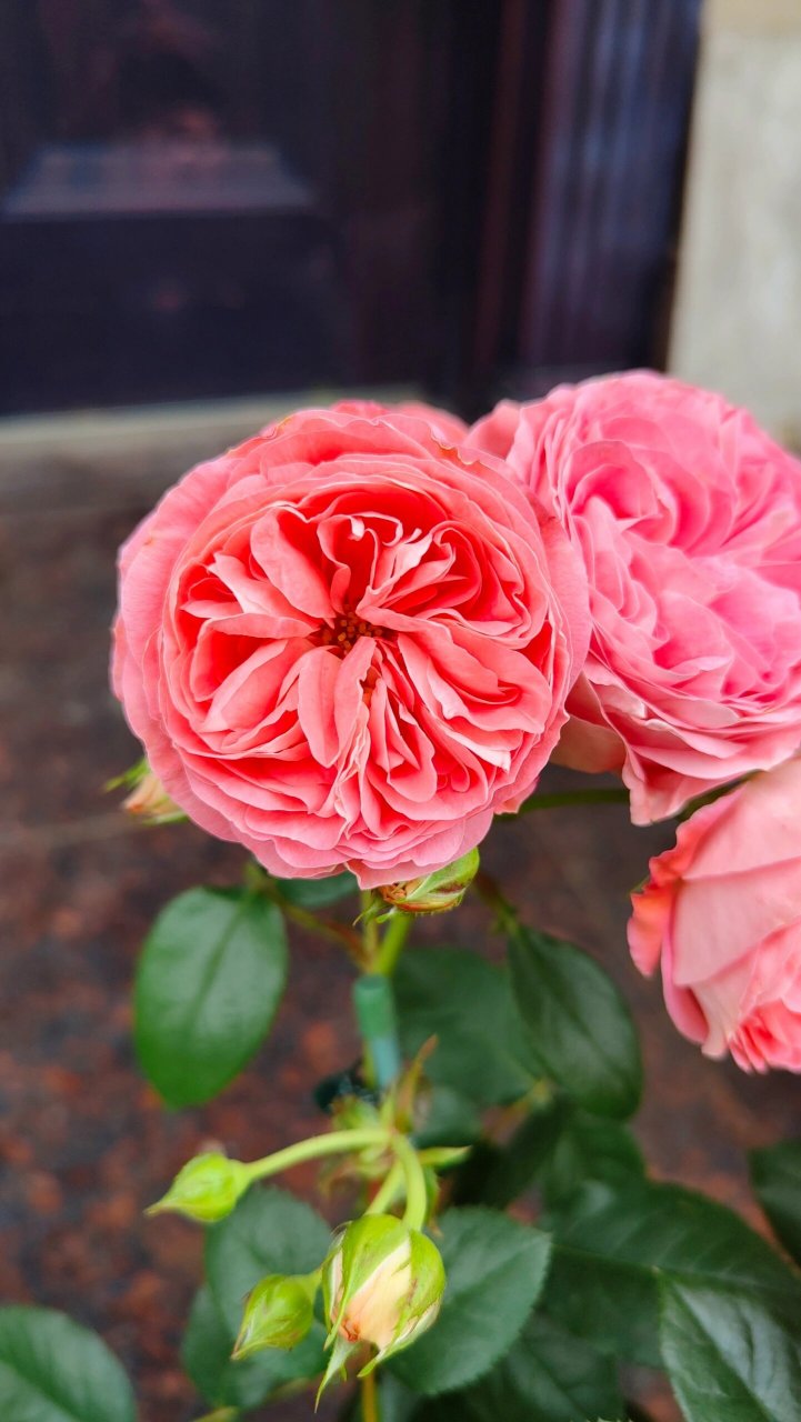 月季测评之 诺娃 阳台系列微月,鲑鱼粉色,颜值较高,株型矮小丰满,多头