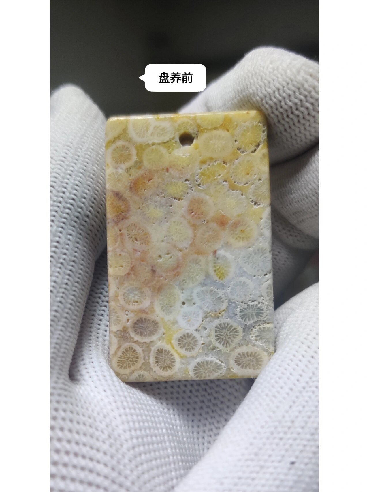 珊瑚玉盘养前后变化对比