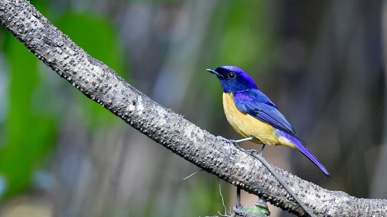 棕腹大仙鹟 棕腹大仙鹟在《中国鸟类野外手册》编号749(学名:niltava