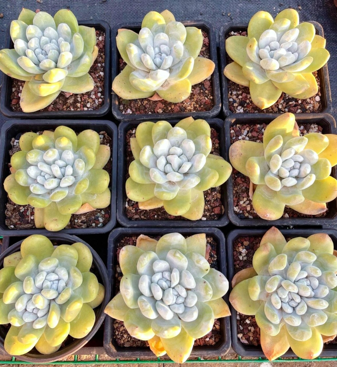 多肉仙女杯帕奇飞图,也叫拇指 国内最好的园艺品种,实生4-6年,各种