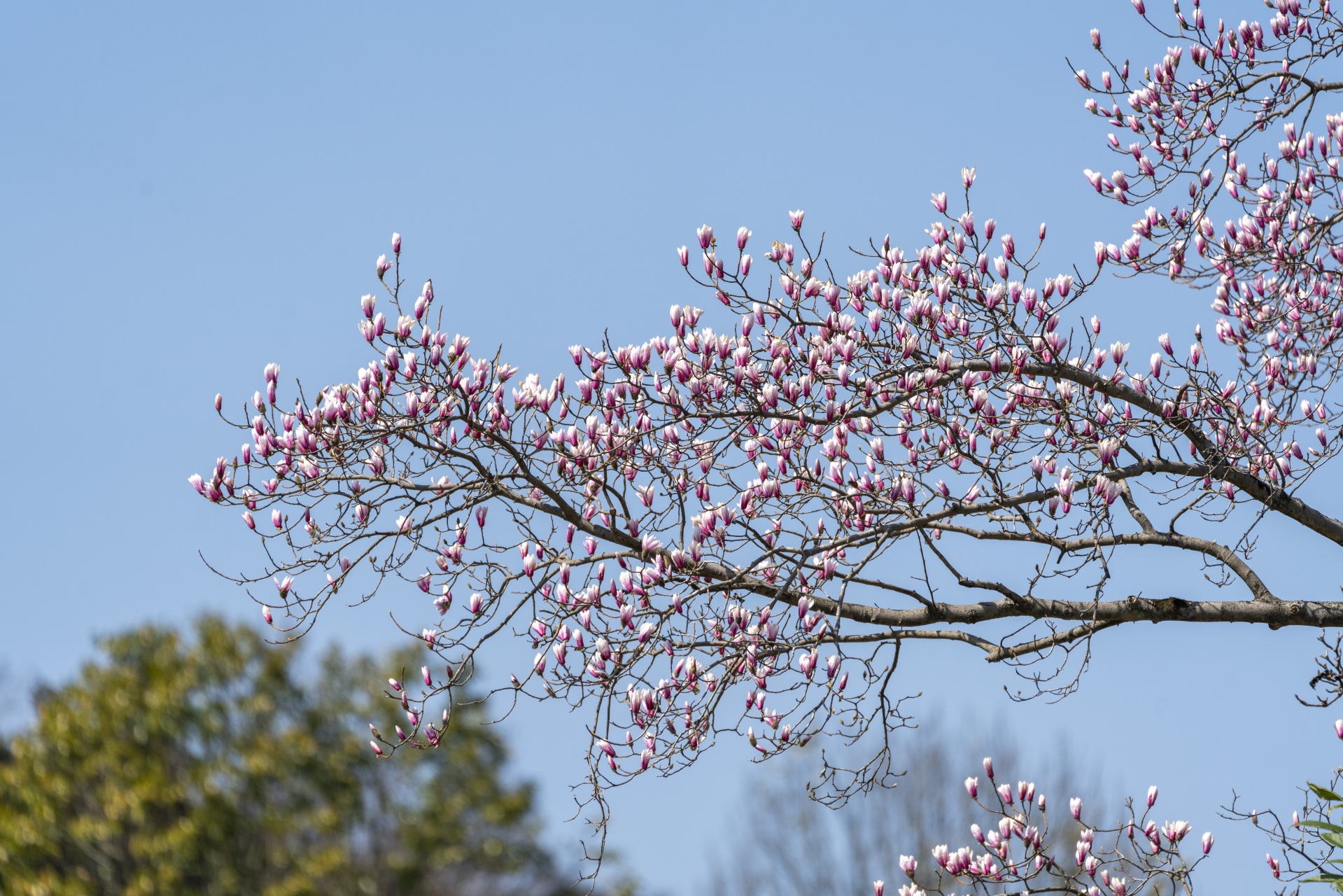 天目玉兰,一树春天.
