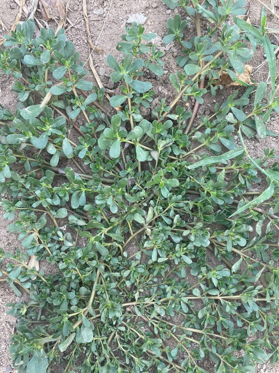 够一盘了,马子菜 凉拌马子菜