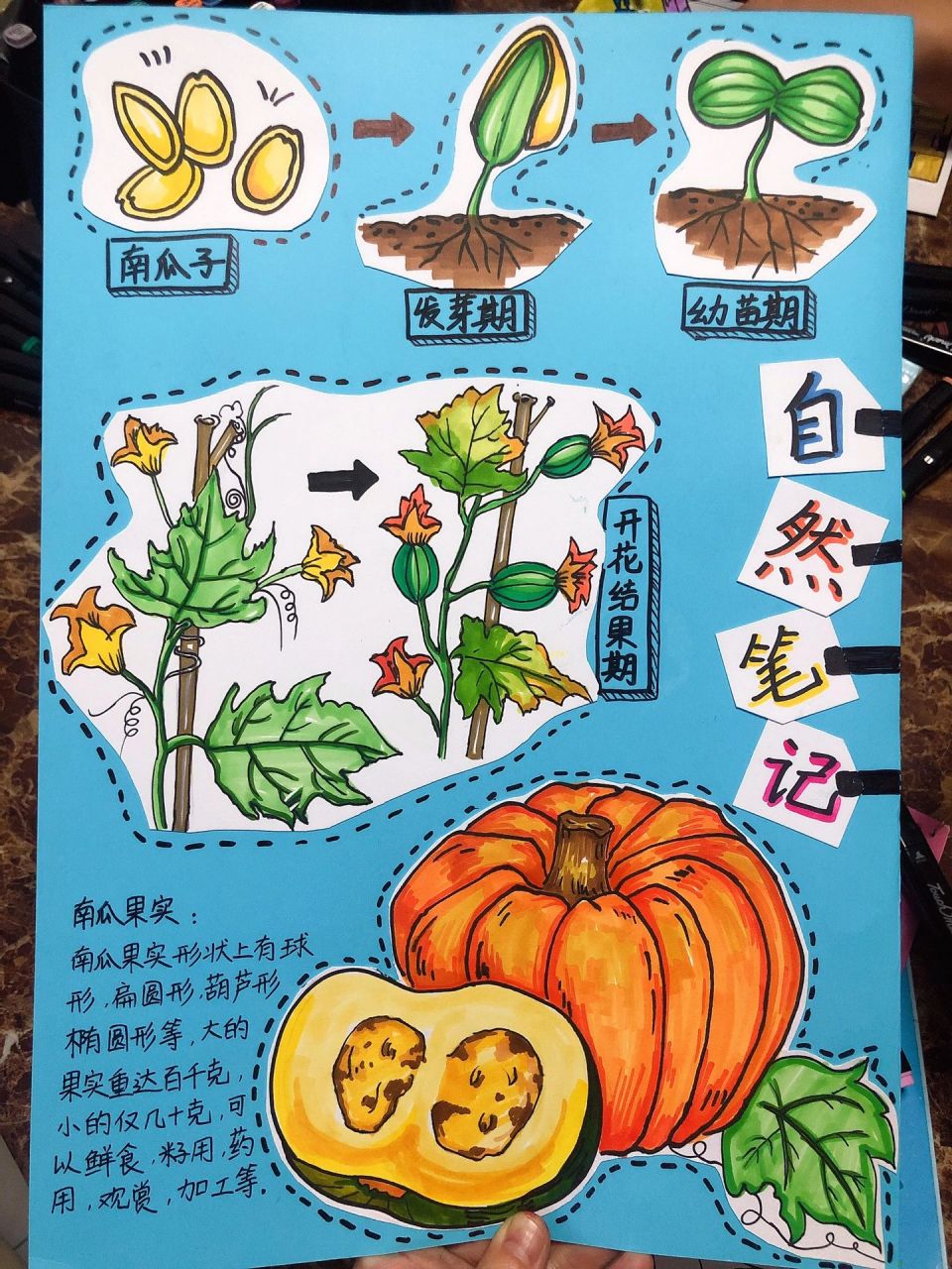 自然笔记南瓜99 绿野仙踪,南瓜生长记录.