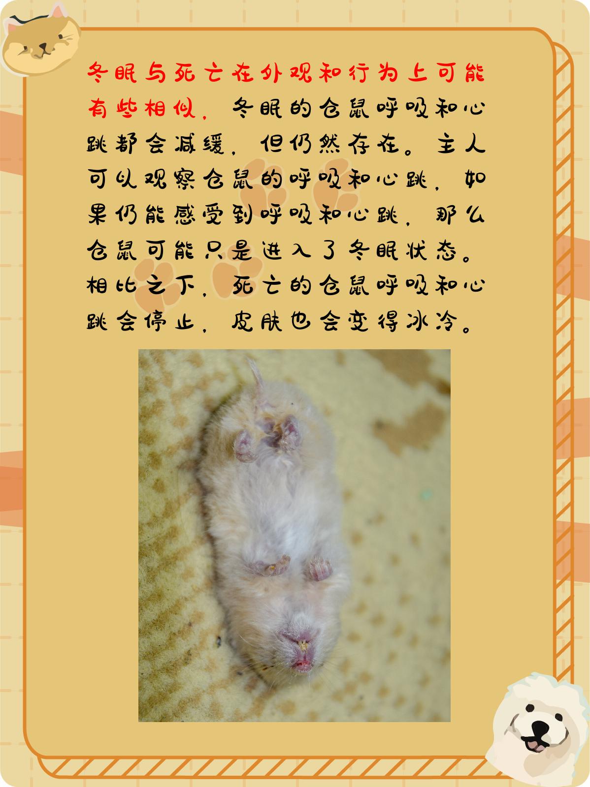 死仓鼠救活图片